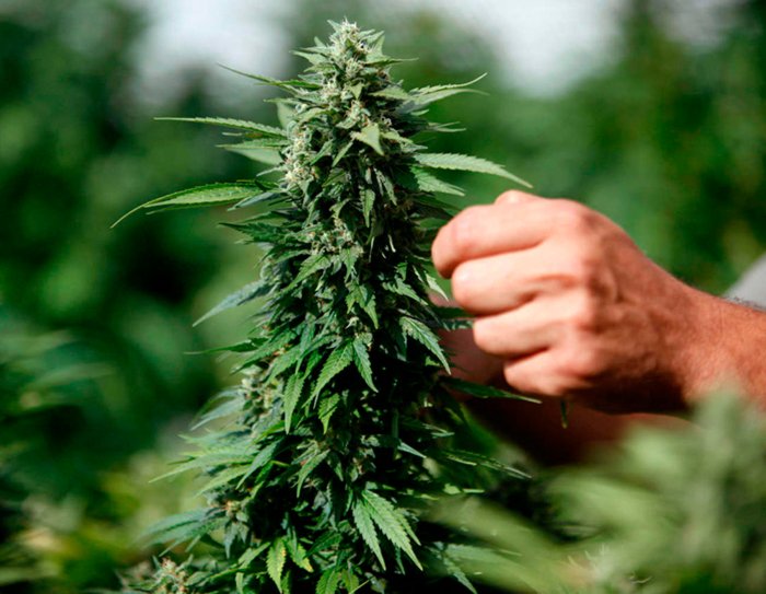 Как вырастить конопляный куст из семян когда лучше собирать марихуану