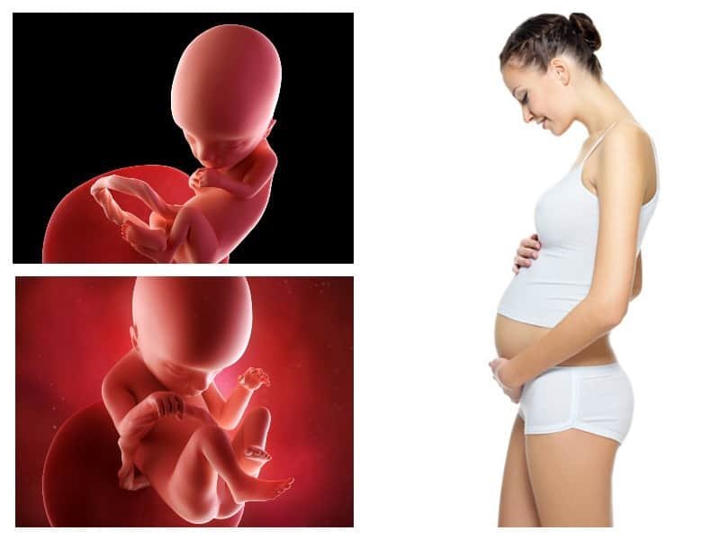 17 неделя беременности — ощущения и изменения организма